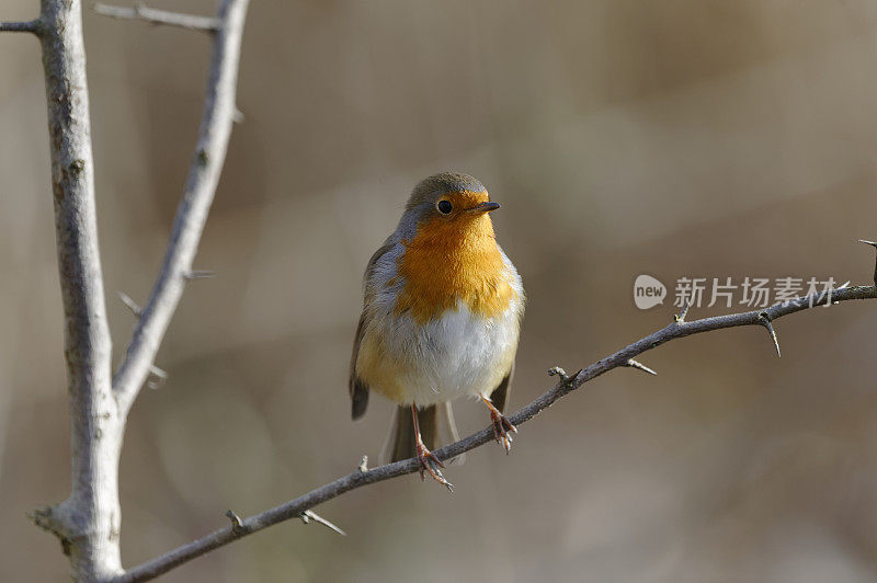 罗宾(红心rubecula)