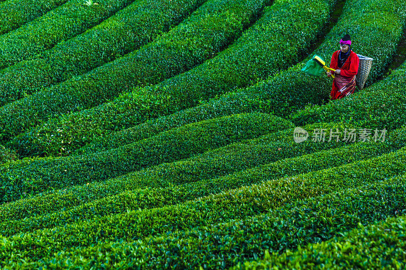 在种植园里采集茶叶的传统妇女