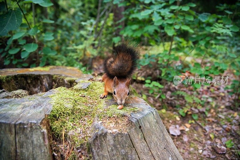 森林里可爱的小红松鼠