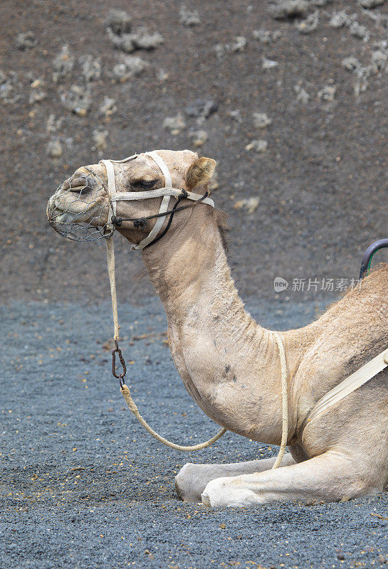 单峰骆驼在兰萨罗特岛