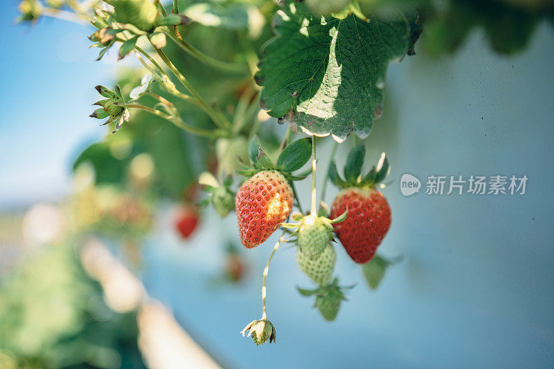 有机农场的草莓植株上挂着成熟的草莓