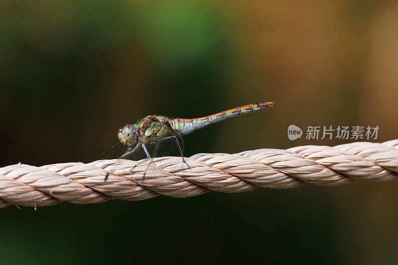 飞镖蜻蜓(黄纹蜻蜓)