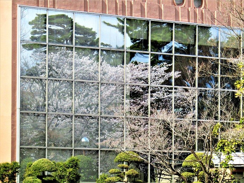 日本。四月初。城里的樱花盛开。