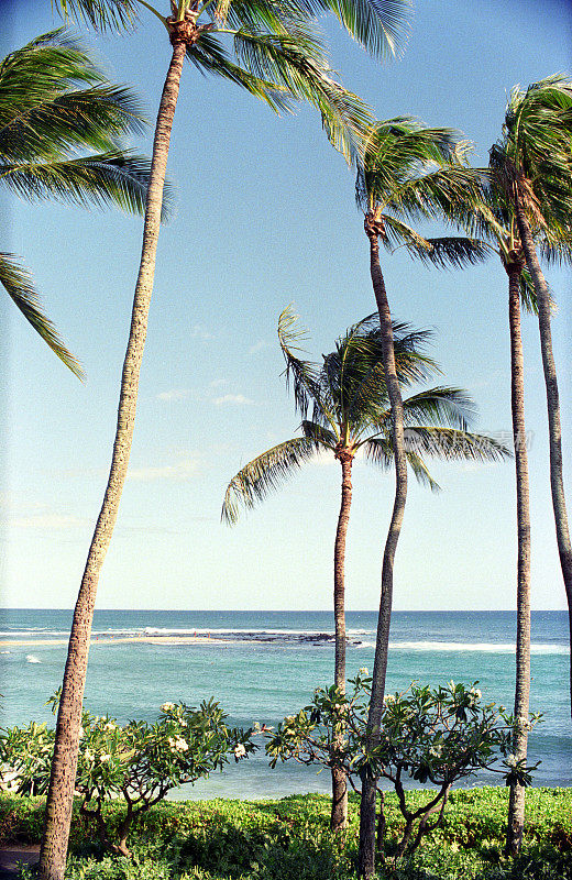 夏威夷棕榈树