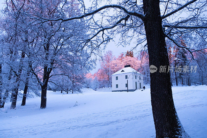 城市公园的冬季景观和积雪覆盖的树木