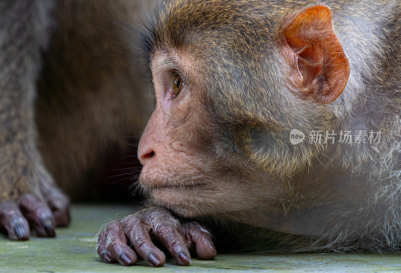 野生小猪尾猕猴在热带天堂岘港，越南在东南亚