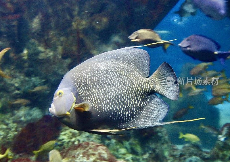 水族馆里的热带鱼