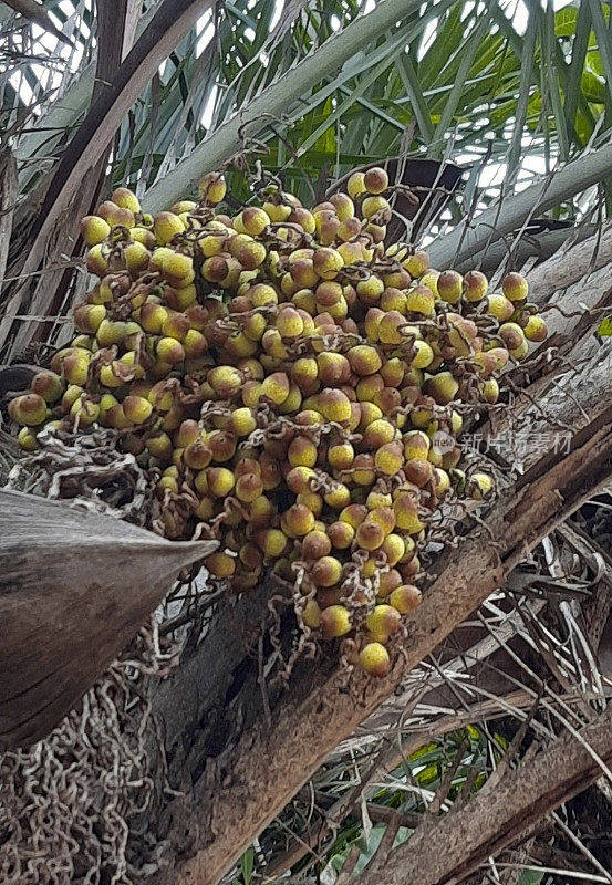 Dendê