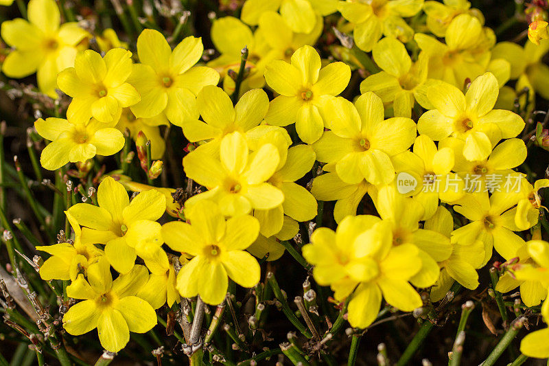 白花茉莉，冬茉莉