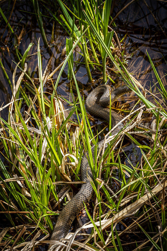 沼泽中的水蛇
