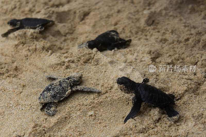 把小海龟放生到亚齐海。