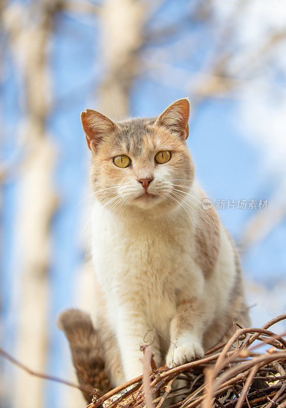 姜白色的流浪猫。