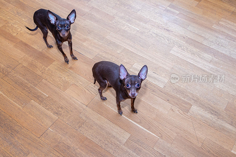 两只棕色的纯种狗“布拉格鼠”在拼花地板的背景上。
