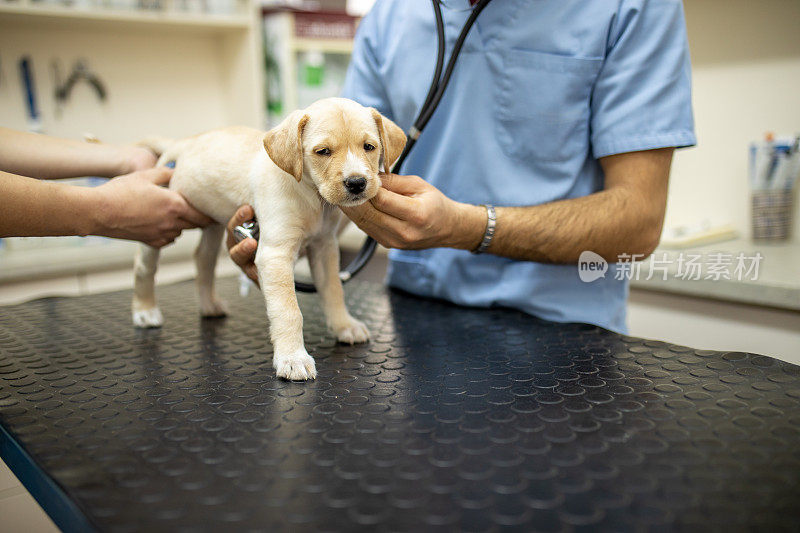 一只拉布拉多犬正在接受兽医的检查