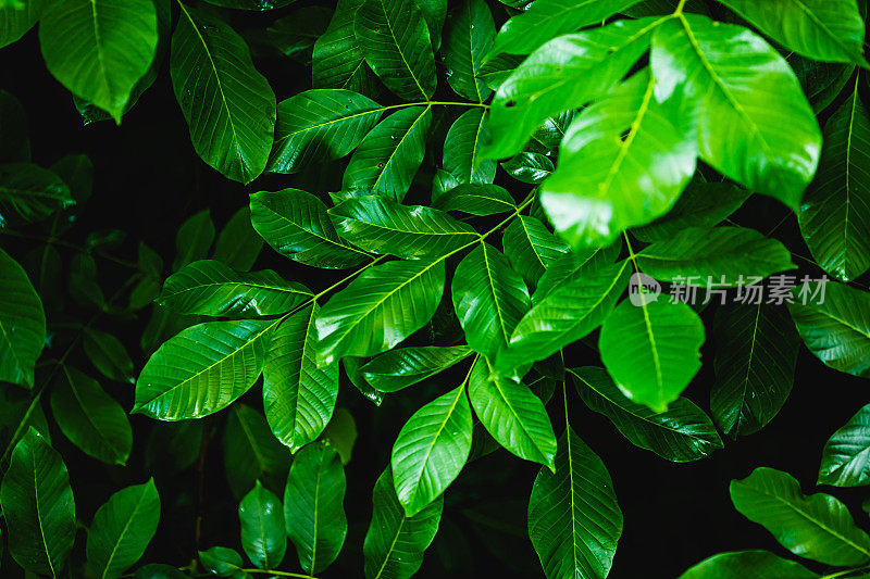 湿核桃叶。雨