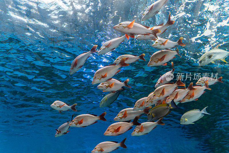 水族箱中的热带观赏鱼