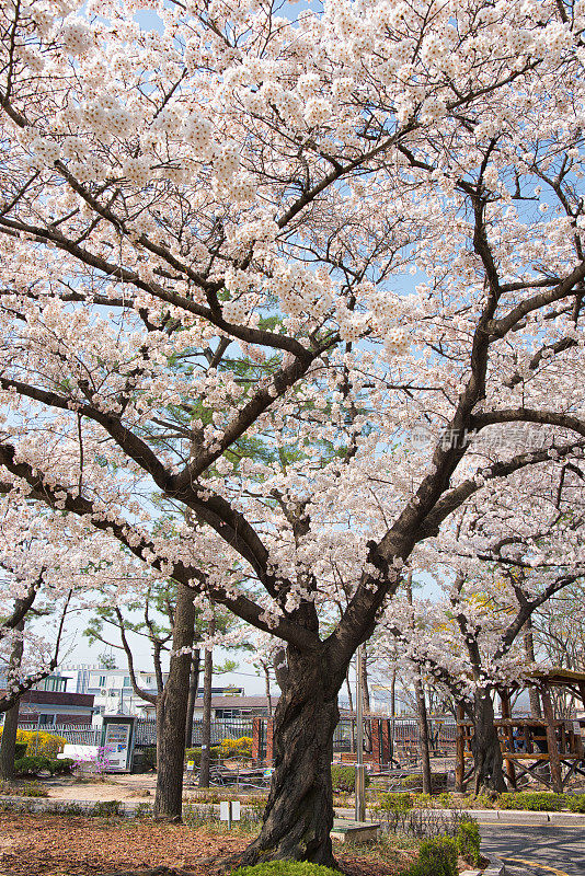 首尔的樱花和春天