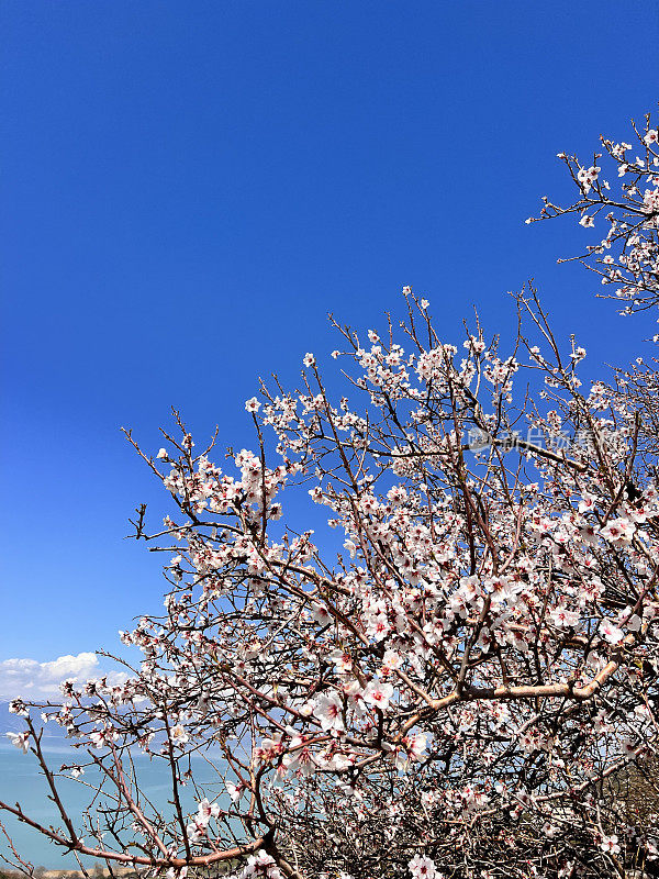 开花的杏树，靠近点