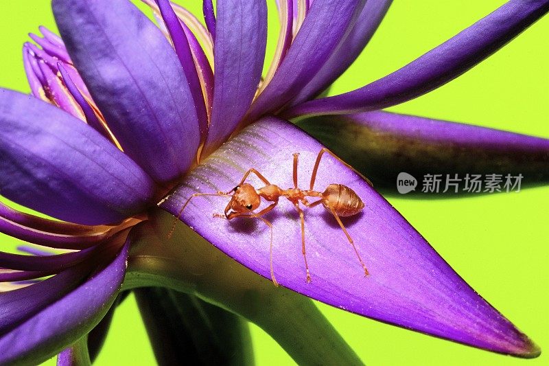 蚂蚁攀爬睡莲的花瓣和花粉的绿色背景。