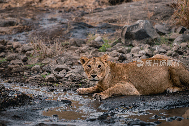 雌亚洲狮正在附近的小溪里喝水