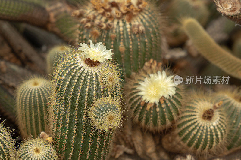 仙人掌植物与美丽的花朵自然库存照片