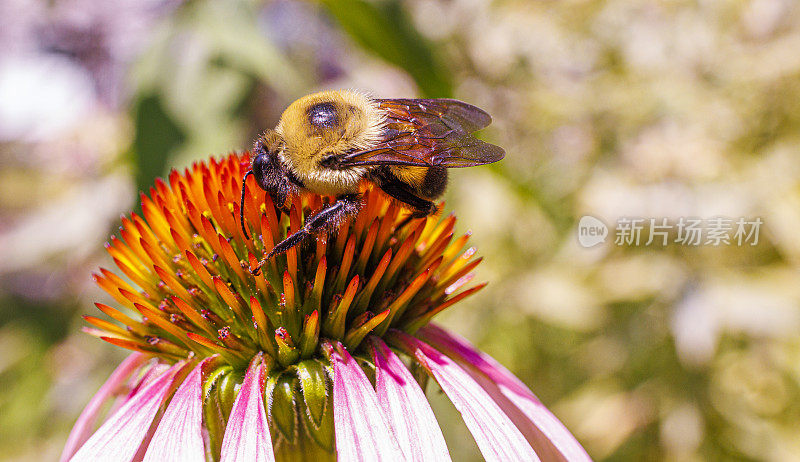大黄蜂在夏天吃紫色圆锥花的花蜜。
