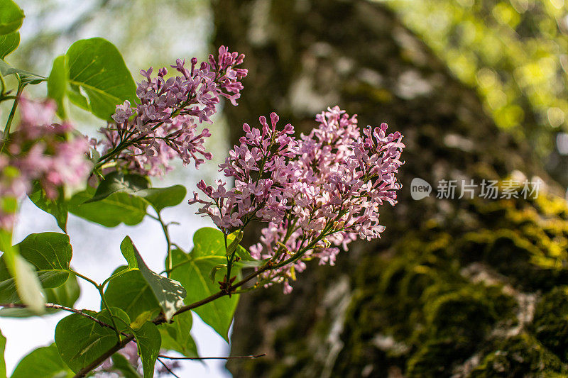 开花的紫丁香对着桦树