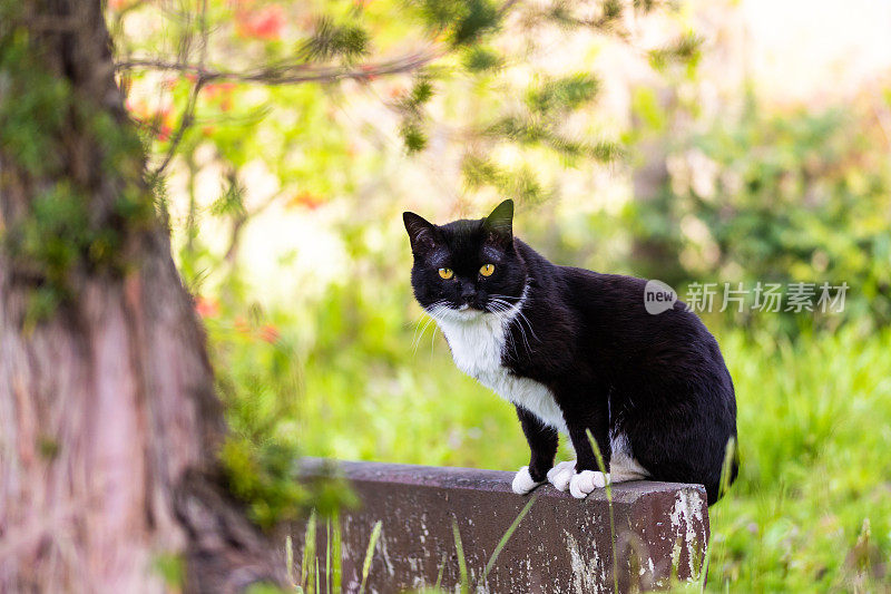 一只猫在户外自由地游荡