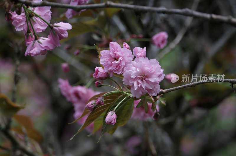 粉红色的樱花在大温哥华，加拿大