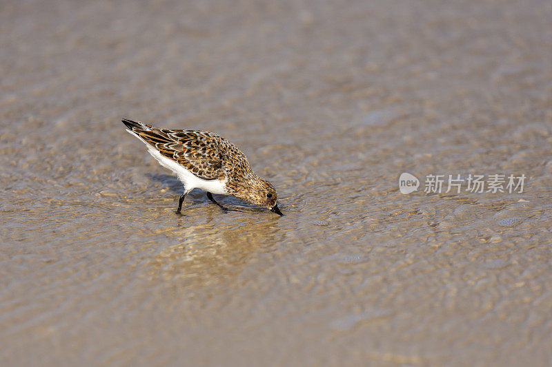 涉水沙蚤沿着沙滩冲浪线在后退的海水中寻找猎物