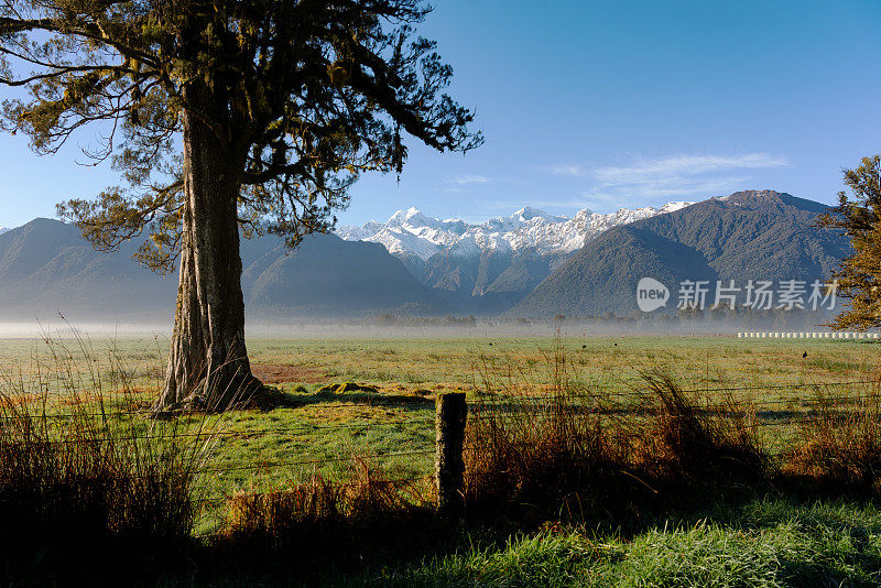 Kahikatea树和南阿尔卑斯山