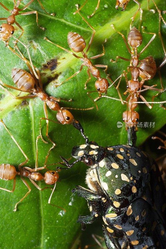 蚂蚁把甲虫拖回巢——动物行为。