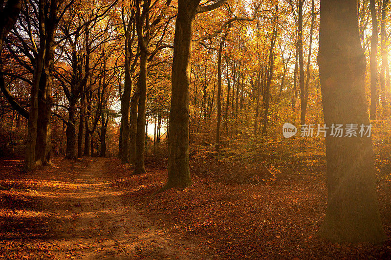 秋天穿过山毛榉树林的小路