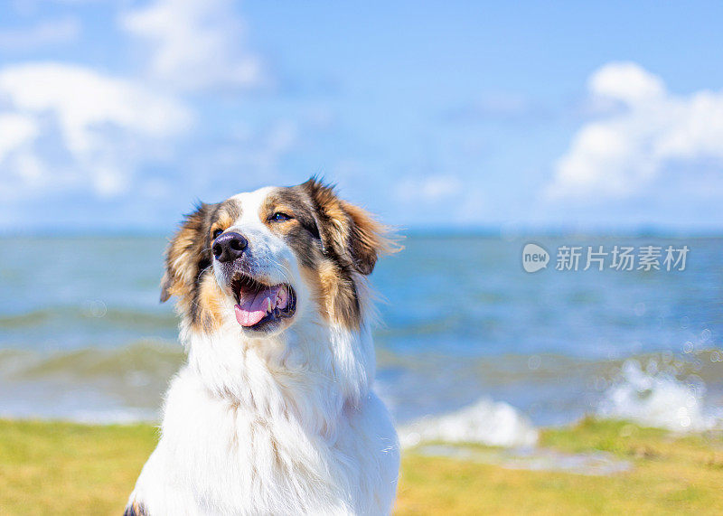 在德国东弗里斯兰的北海地区，一只狗坐在夏日的海滩上