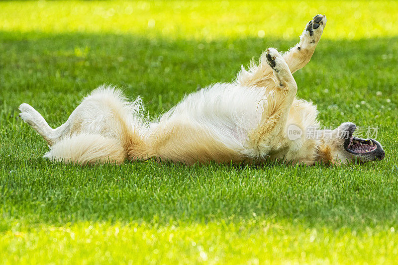 一只快乐的金毛猎犬在草地上打滚