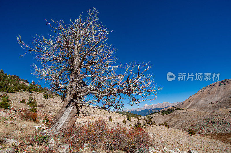 死去的金牛座雪松树和远处的Kizlarsivrisi山