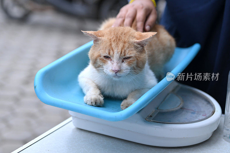 处理市场上发现的流浪猫