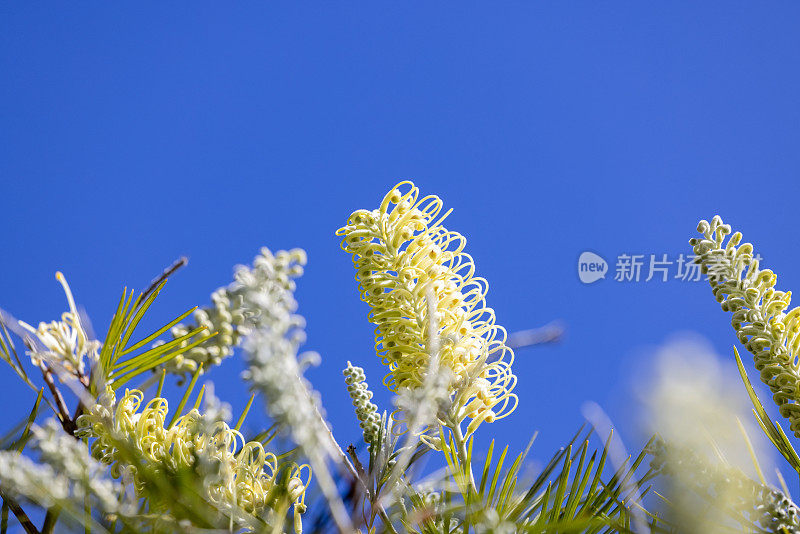 美丽的白色葛柳花和花蕾对蓝色的背景与复制空间