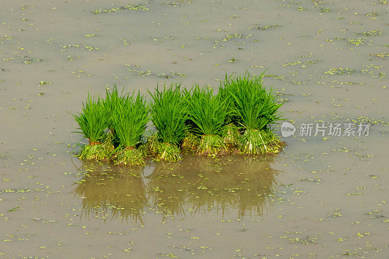 水中成组的水稻植株