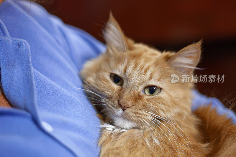 女人和她的猫