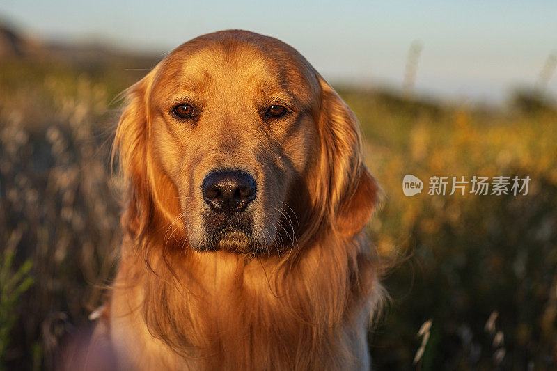 在温暖的午后阳光下，金毛猎犬在草地上散步的肖像。