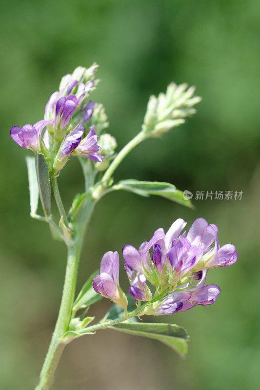 紫花苜蓿，紫花苜蓿的花朵特写