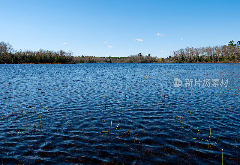 缅因州池塘的广阔视野，浅滩上长满了草。