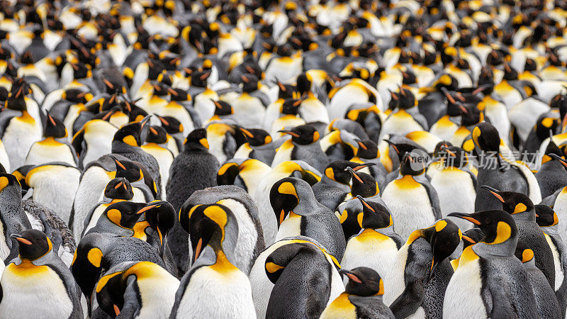 南极南乔治亚岛圣安德鲁湾的王企鹅群