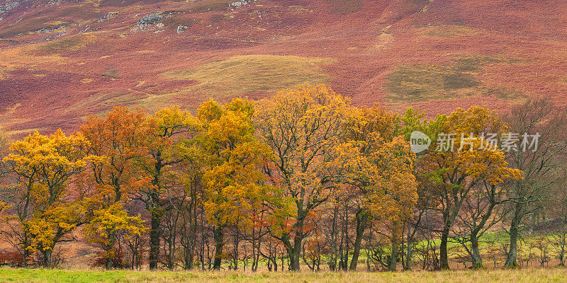 秋天，苏格兰佩思郡草地旁五颜六色的树木