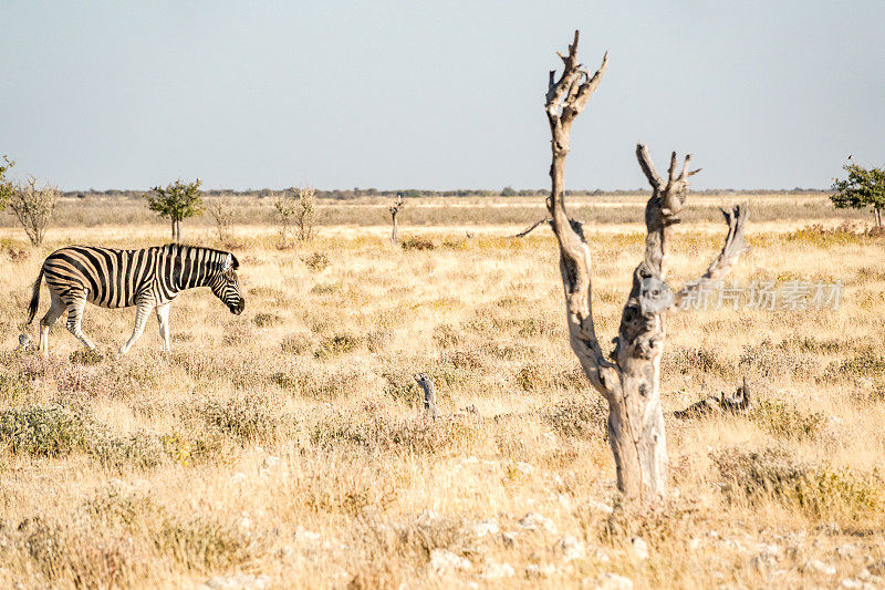 纳米比亚库内地区埃托沙国家公园的斑马