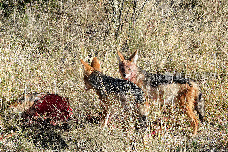 纳米比亚库内地区埃托沙国家公园的黑背豺狼