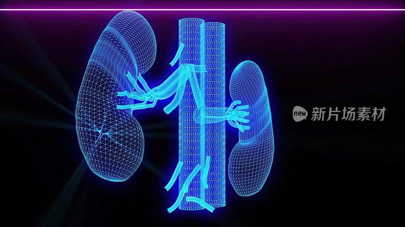 3d插图-肾脏的医学扫描