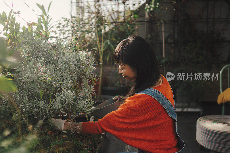 一位日本妇女正在给屋顶花园浇水