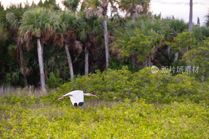 佛罗里达州梅里特岛的朱鹮在阴天飞翔